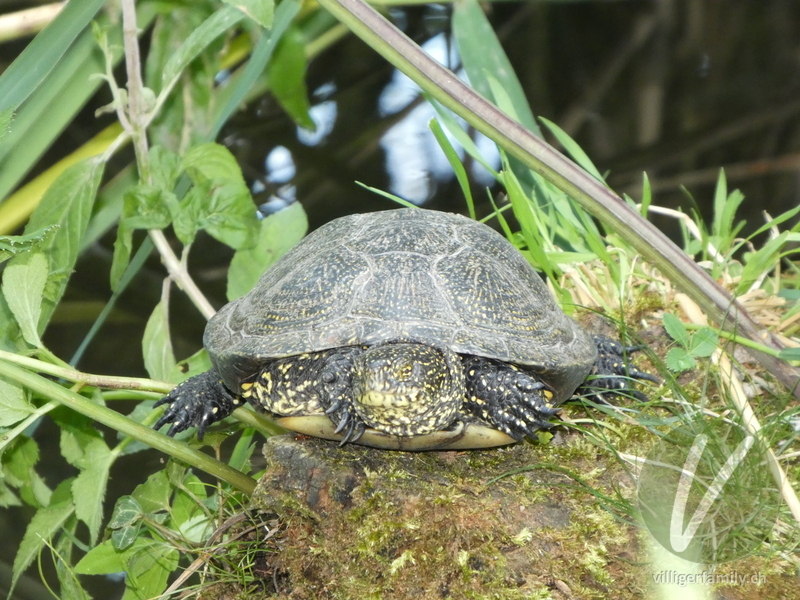 Europäische Sumpfschildkröte: Übersicht